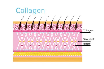 Collagen Overload? Why Too Much of This ‘Youth Protein’ Might Be Aging You.