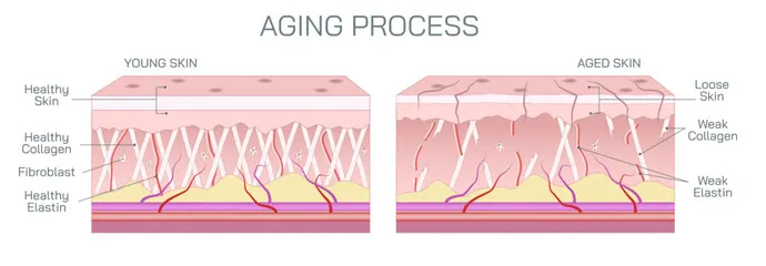 Collagen 101: The Ultimate Guide to Science, Myths, and Modern Trends