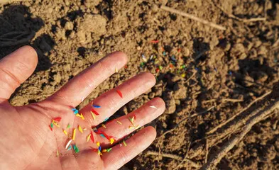 Microplastics in Your Brain, Testicles & Food: What New Studies Reveal