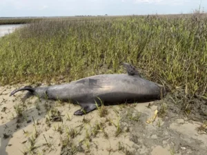 $20K Reward Offered for Tips on Decapitated Dolphin in North Carolina | NOAA Investigation