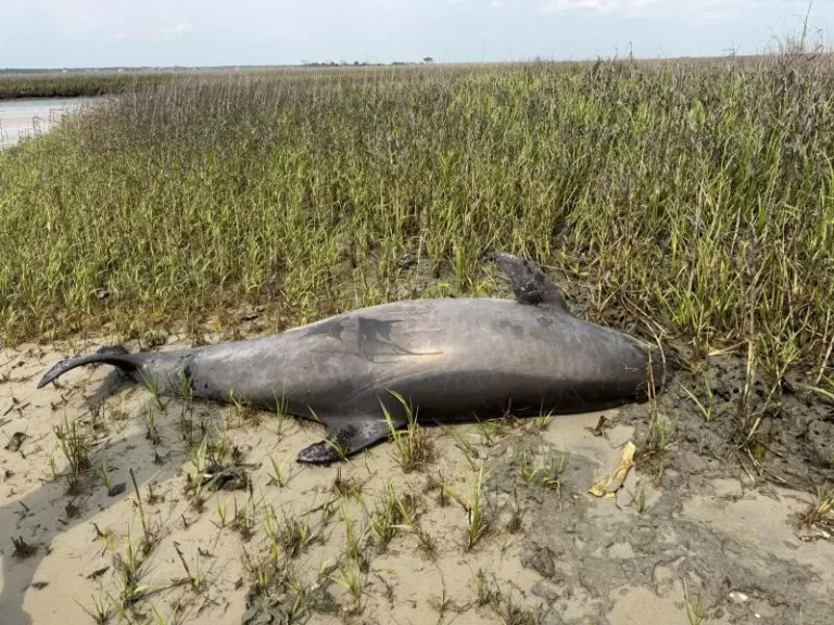 $20K Reward Offered for Tips on Decapitated Dolphin in North Carolina | NOAA Investigation
