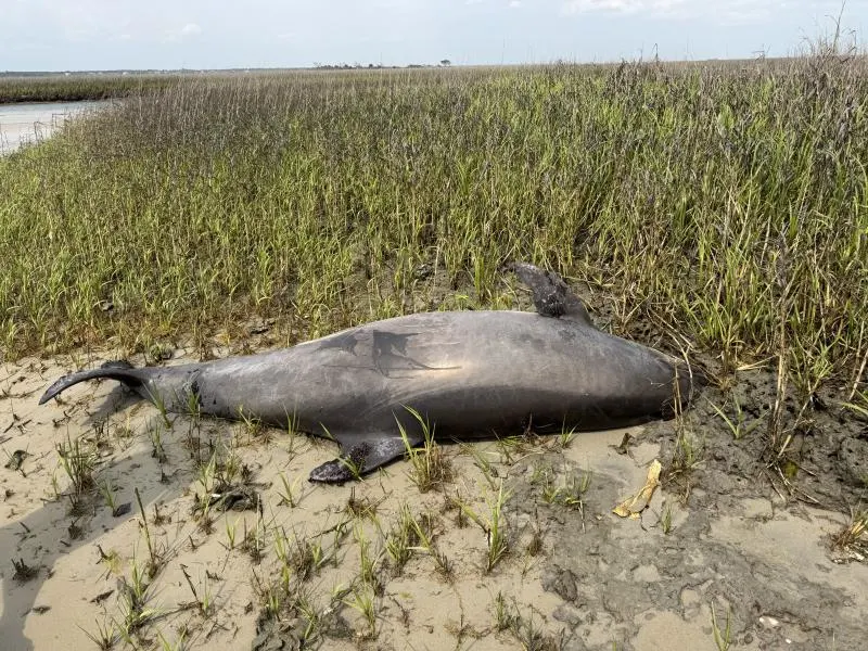 $20K Reward Offered for Tips on Decapitated Dolphin in North Carolina | NOAA Investigation
