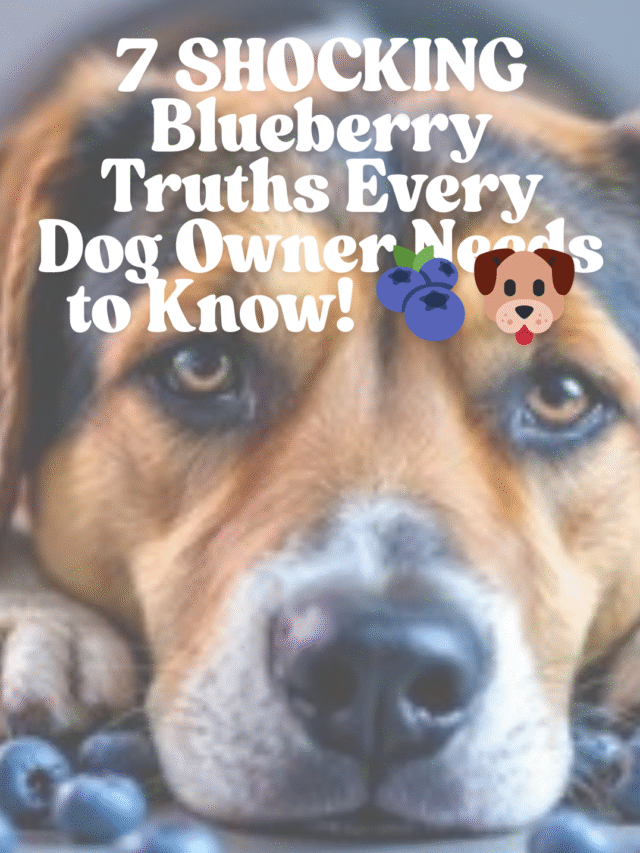 7 SHOCKING Blueberry Truths Every Dog Owner Needs to Know!